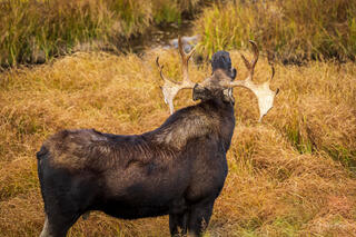 A bull moose bugling to attract a female moose.