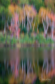 Birch Heaven