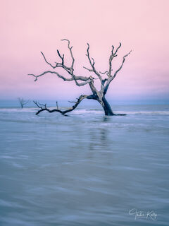 Bulls Island of the coast of South Carolina is a barrier island with many species of dead trees