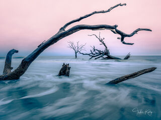 Bulls Island is a barrier island of the coast of South Carolina with many species of dead trees