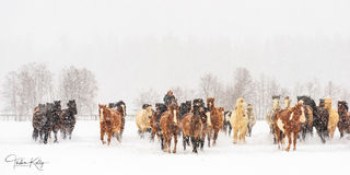 A Horse Gathering