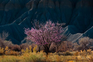 A solitary cherry tree grows amongst the rock in the Utah badlands.
