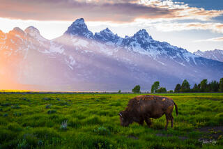 Buffalo eating grass  in Wyoming at Grand Teton National Park