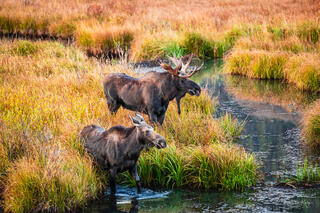 Moose pair at a beaver pond.