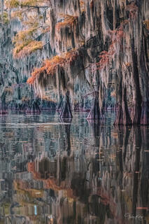 Autumn morning reflection of cypress trees on Caddo Lake