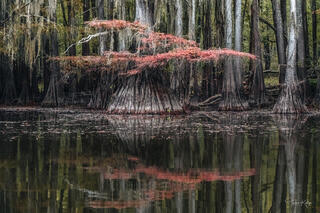 The cypress tree swamp at Caddo Lake in Uncertain Texas