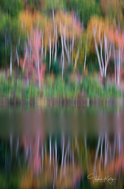 Birch Heaven print