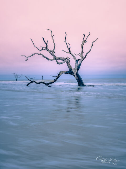 Guardian of Bulls Island print