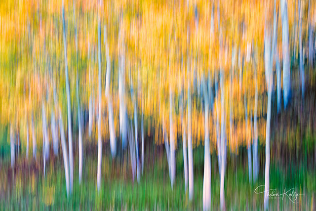 Dreamy Aspens print