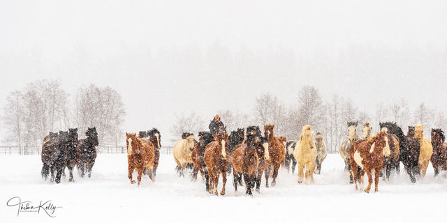 A Horse Gathering print