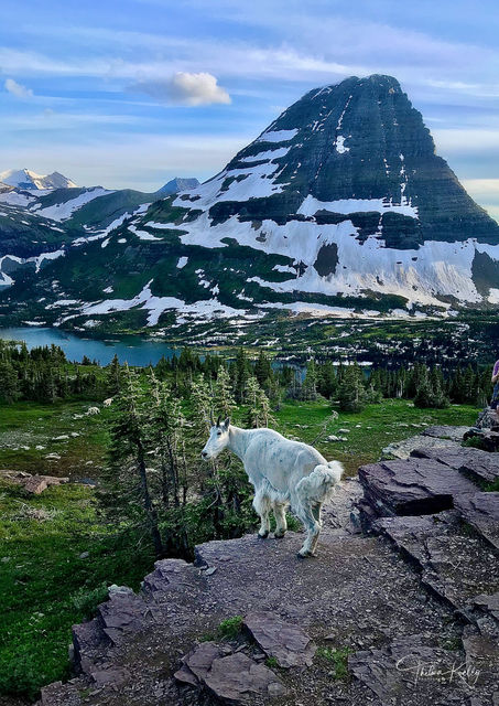 I'm King of the World print