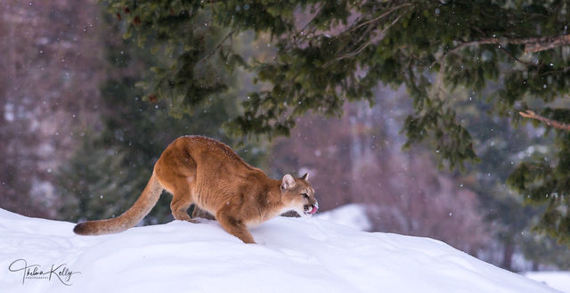 On The Prowl print