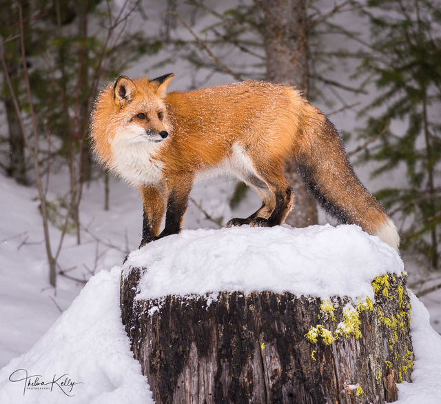 Snowy Fox print
