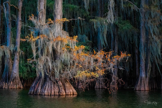 Windswept Swamp print