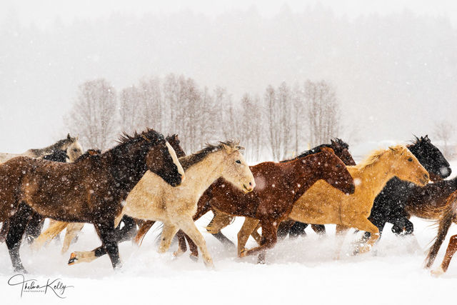 Winter Horses print