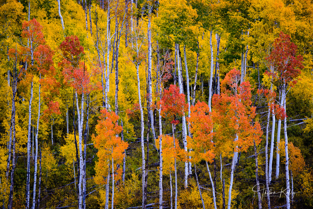 Autumn Magic Aspen trees at the height of fall color season in Colorado