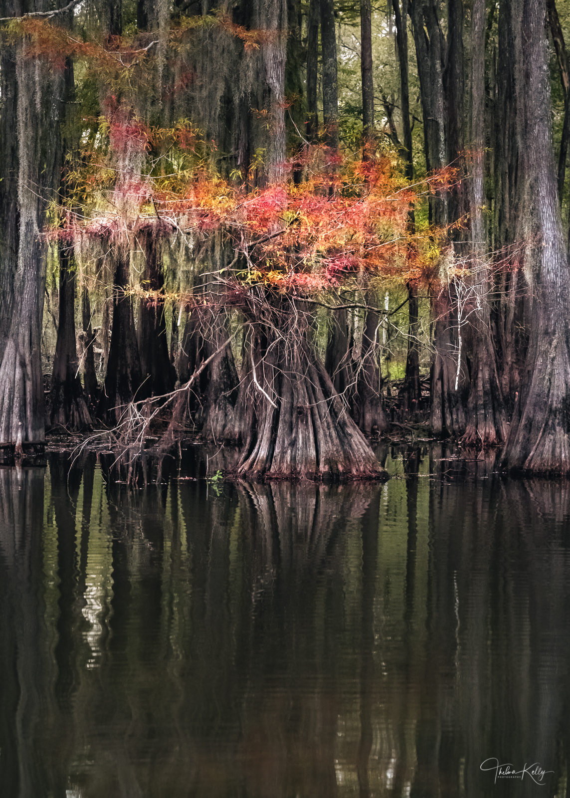 Autumn Swamp A showy crown of vibrant fall color whimsically adorn this cypress tree!