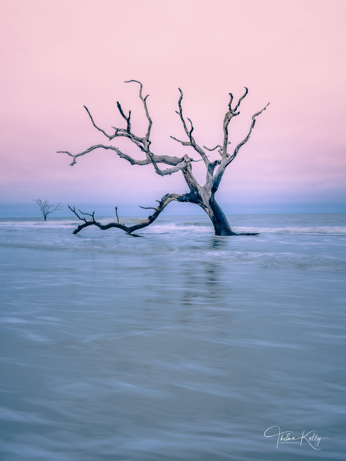 Bulls Island of the coast of South Carolina is a barrier island with many species of dead trees