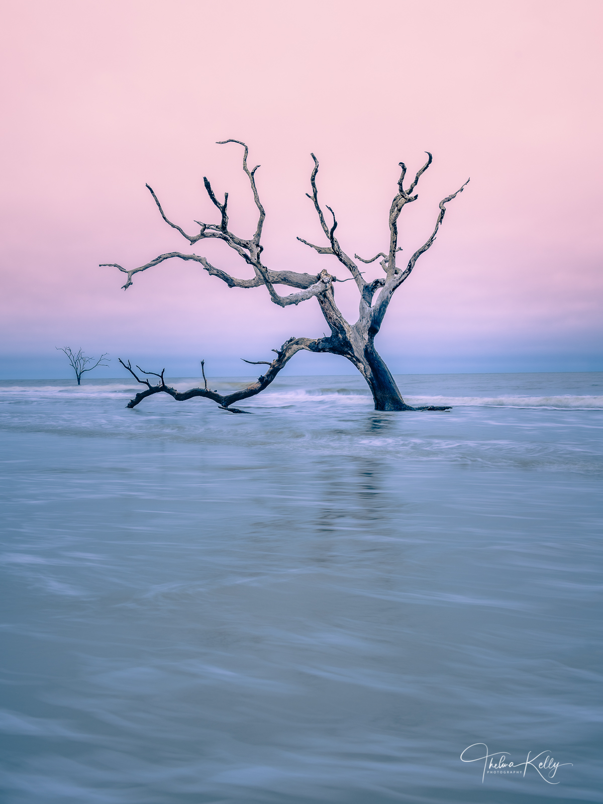 Guardian of Bulls Island Bulls Island of the coast of South Carolina is a barrier island with many species of dead trees