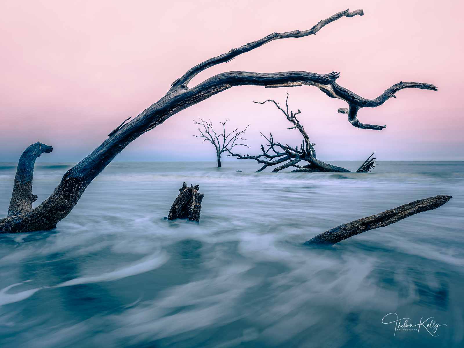 Everlasting Abscission Bulls Island is a barrier island of the coast of South Carolina with many species of dead trees
