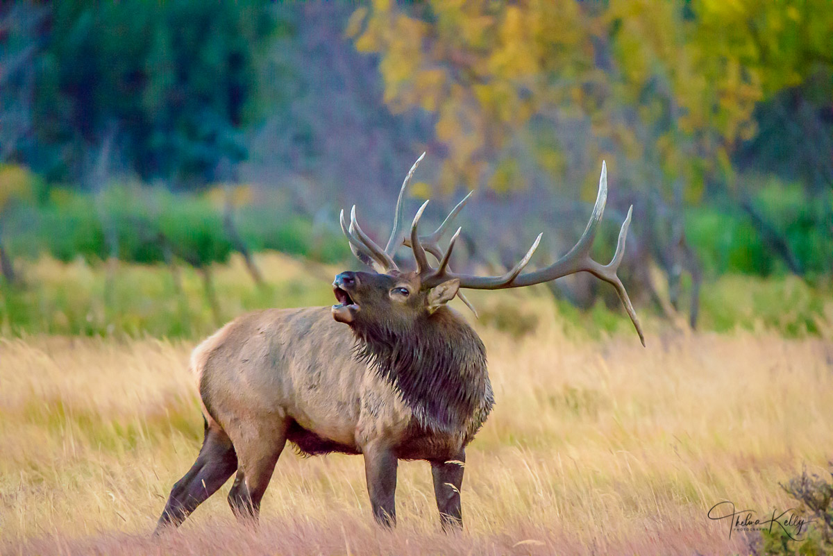 Call Of The Wild The male elk also known as bulls, emit a very loud and eerie bugle to attract the female cows