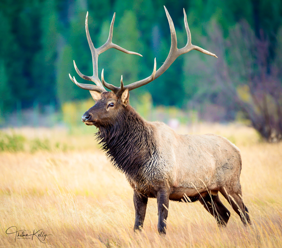 Crown Prince A Rocky Mountain National Park male elk with an 11 point rack during the annual rut