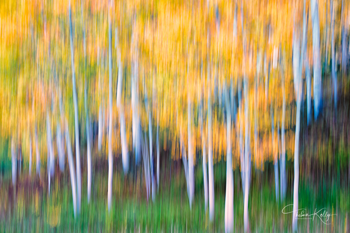 Dreamy Aspens An aspen forest in the San Juan mountains of Colorado at its peak fall color is given a more painterly vision.