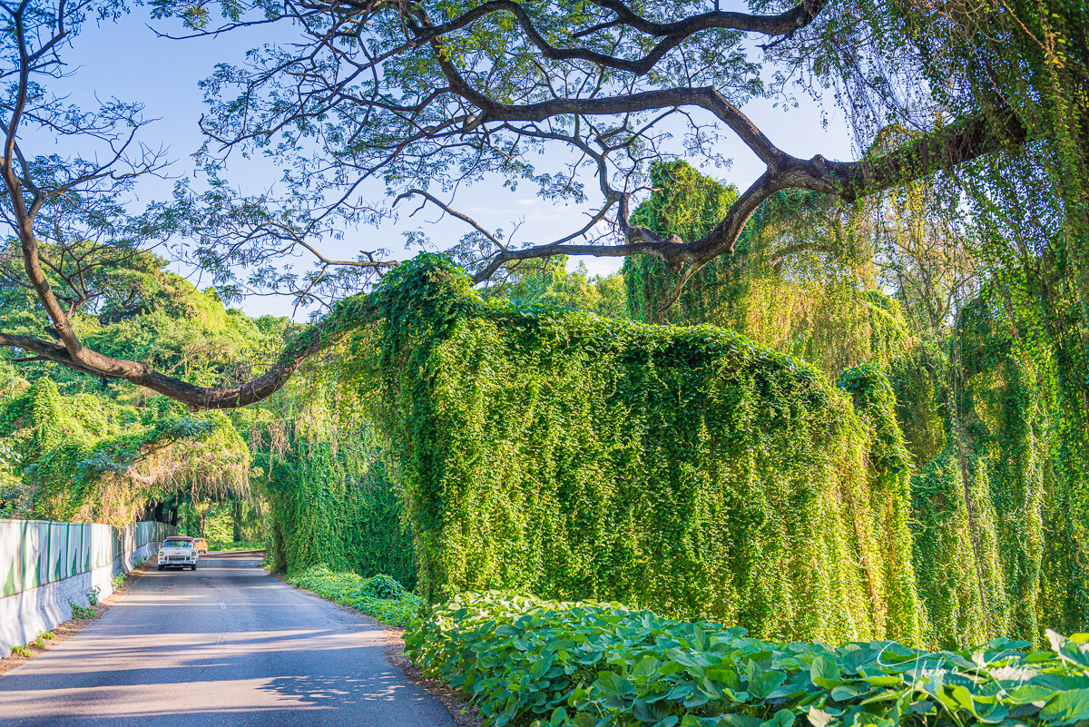 Elefante Tropical Located within Havana's city limits the Bosque (Forest) de La Habana offers some uniquely natural artwork