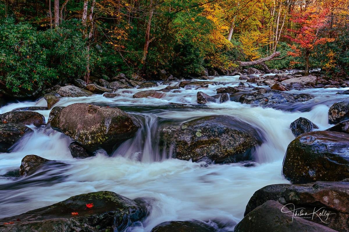 Fall color along the banks of one of the many rivers flowing through Great Smoky Mountain National Park