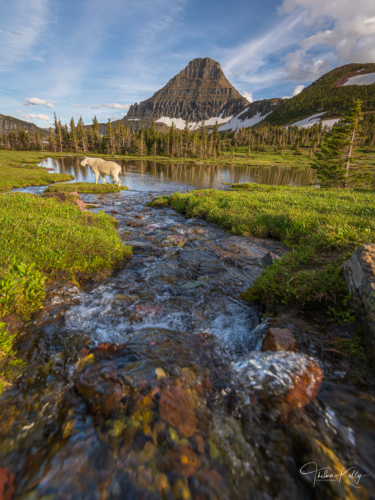 GOAT - Stage Left Did you know that the mountain goats in Glacier National Park are more closely related to gazelles and African antelope? Who...