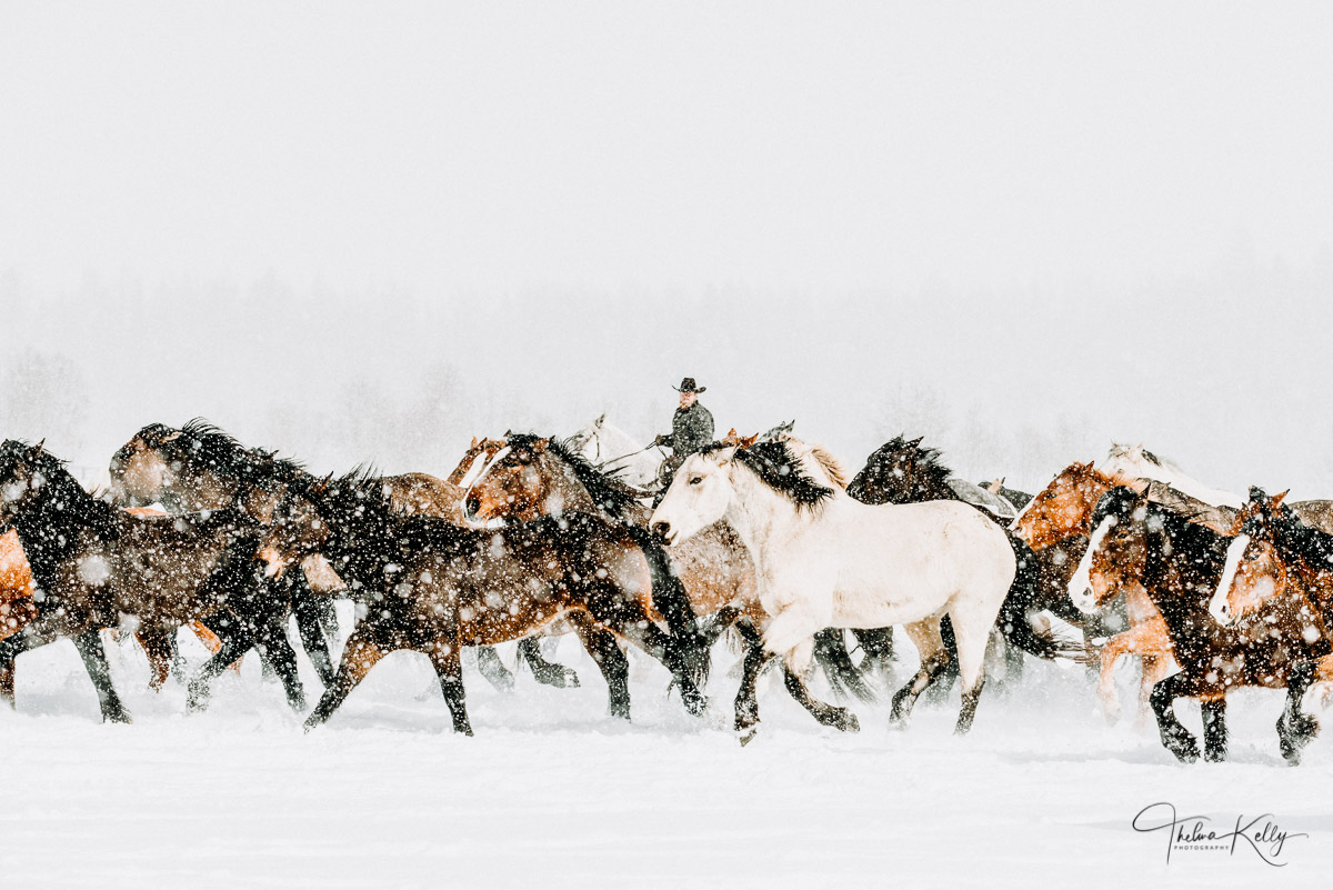 A team of horses running through the snow