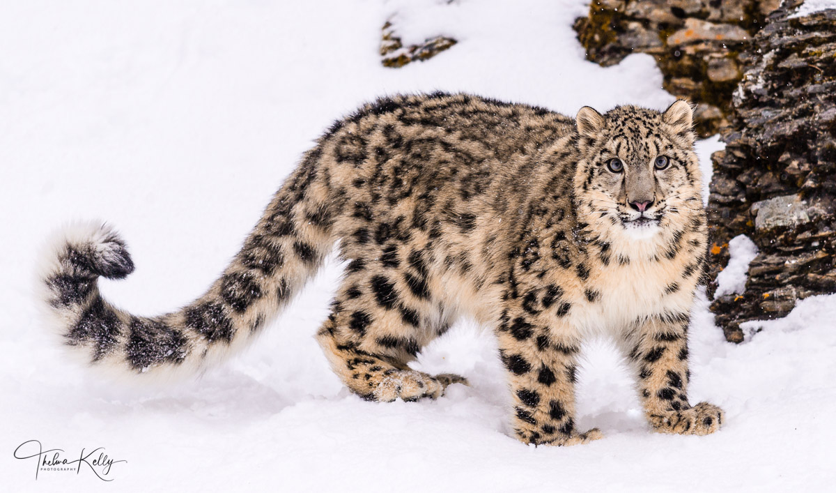 Handsome Fellow Snow leopards use their long tails for balance and also as a blanket to keep themselves warm in the winter