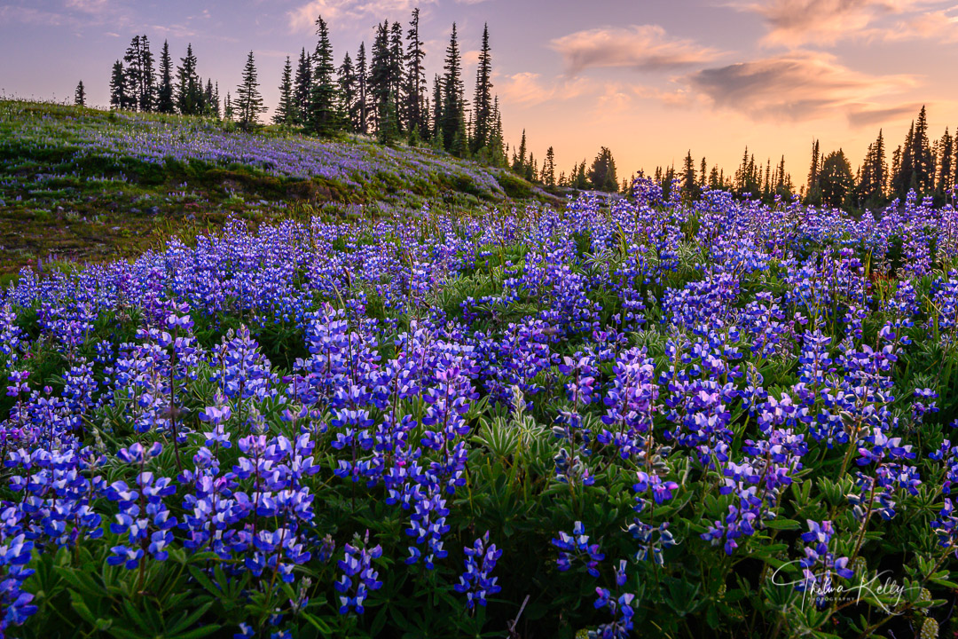 A Limited Edition of 50 A high alpine meadow filled with beautiful lupine wildflowers