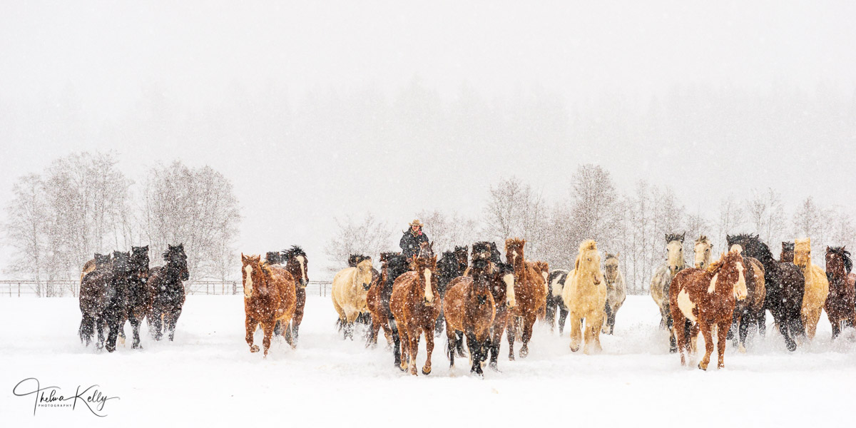 A Horse Gathering Just another snowy day in Montana gathering up a team of horses