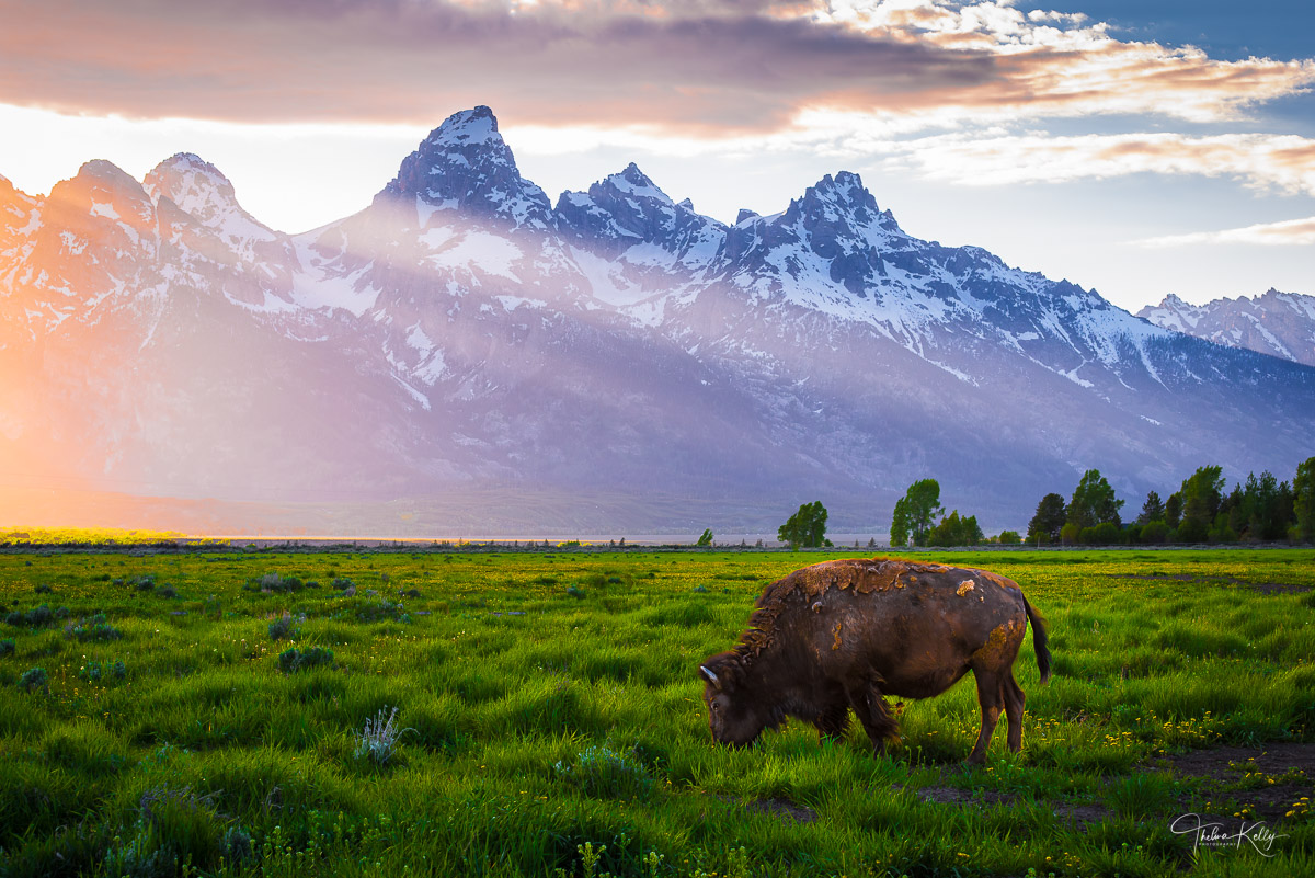 A lone bison enjoying a quiet sunset along the Grand Teton mountain range