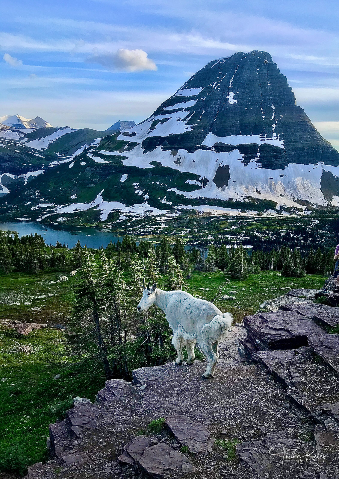 I'm King of the World Mountain goat surveying his slice of heaven