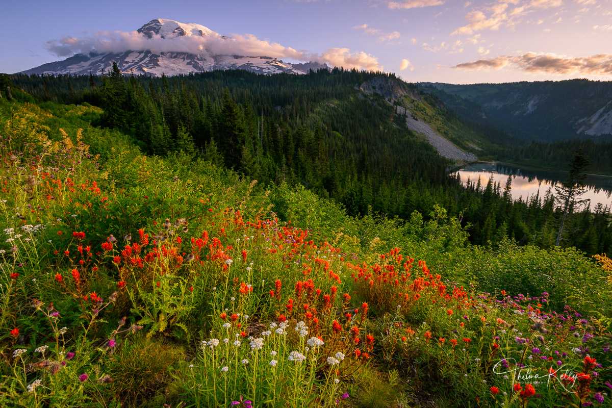 Beauty In Bloom Indian Paintbrush covers this hillside with Mt. Rainer keeping watch in the distance