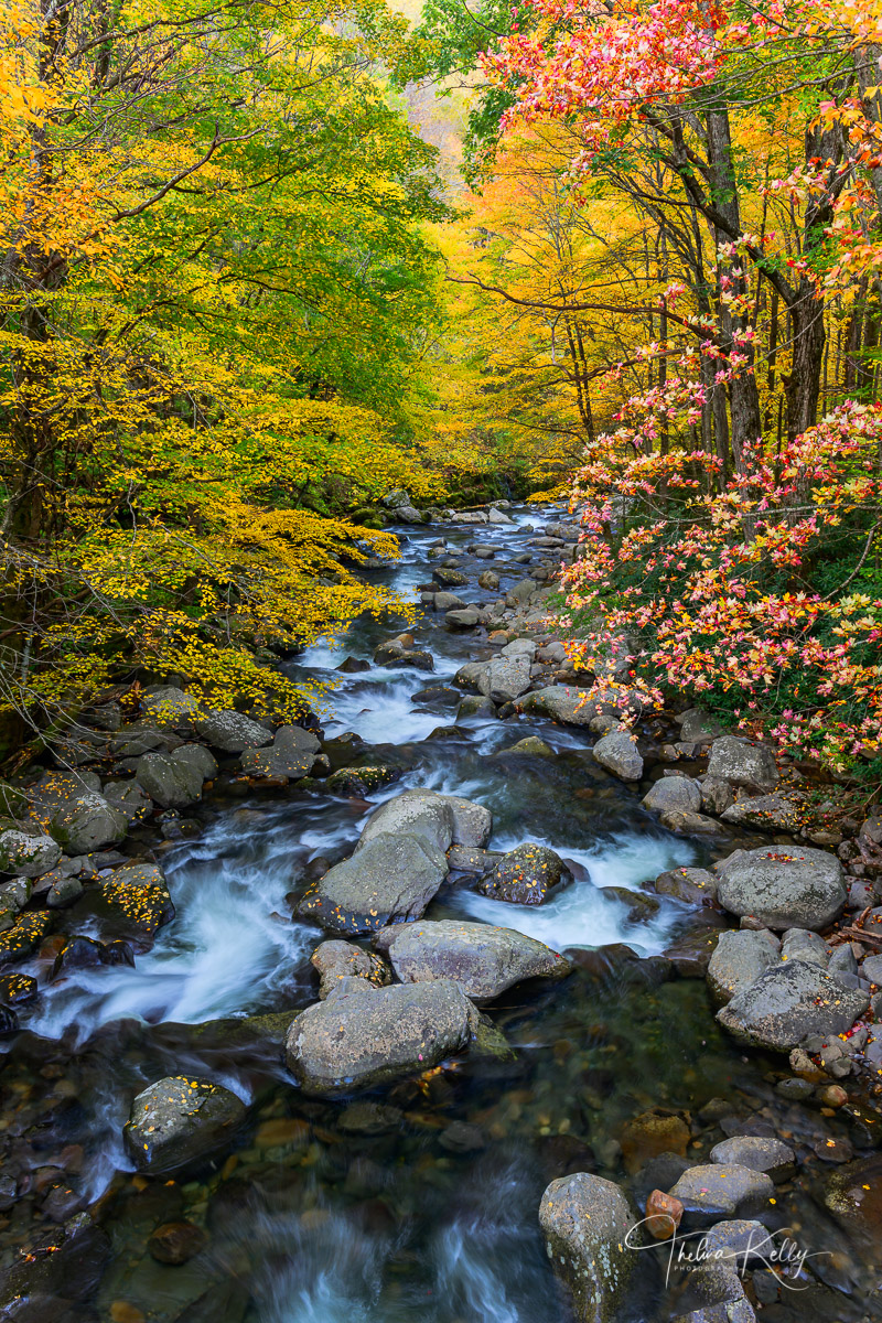 Into The Fall One of the many small rivers in Great Smoky Mountain National Park