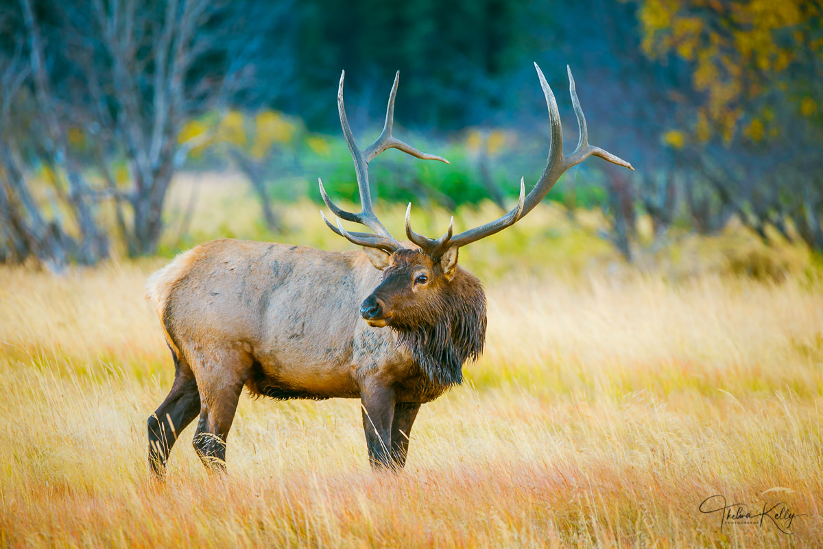 This male elk is surveying his surroundings in Rocky Mountain National Park