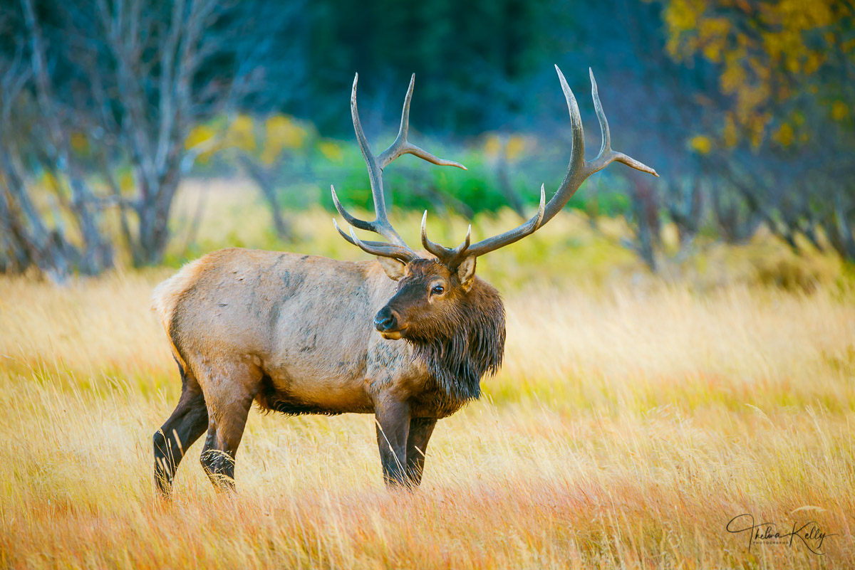 Just One Glance This male elk is surveying his surroundings in Rocky Mountain National Park