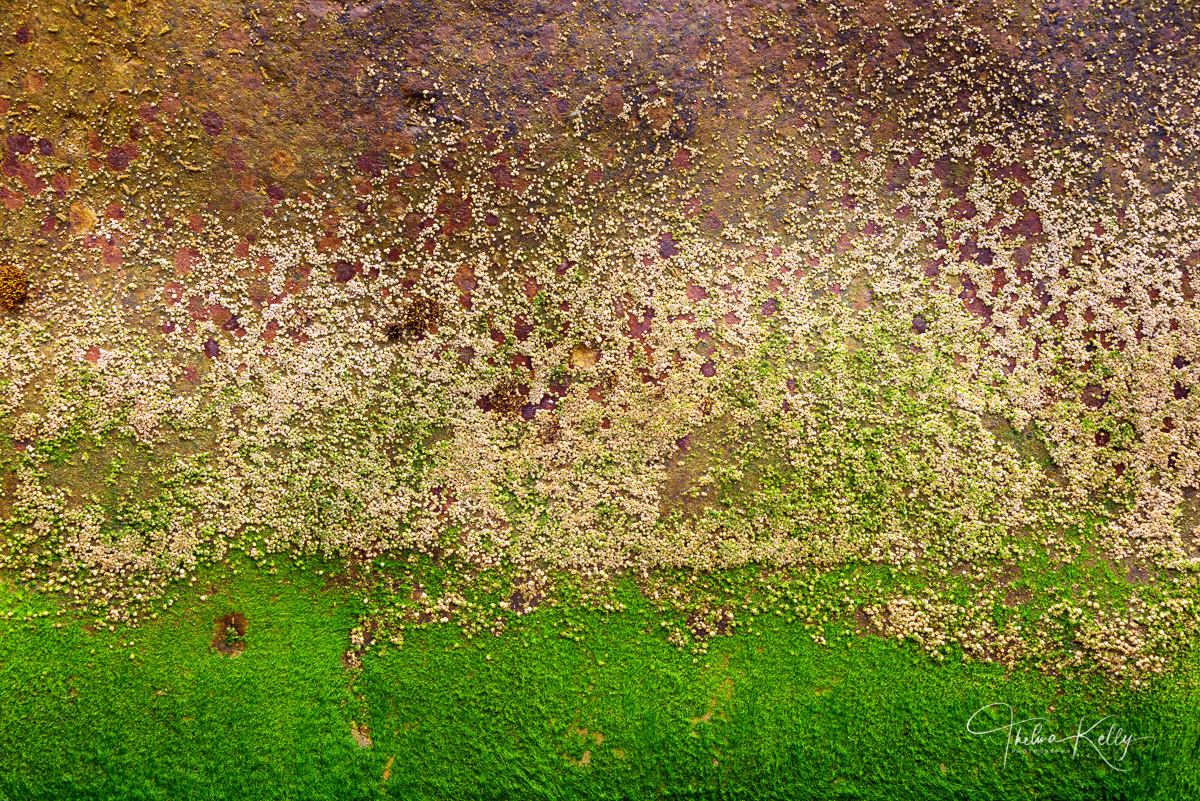 Mossy Needlepoint The intricate pattern on moss on a large rock in coastal Oregon caught my eye.