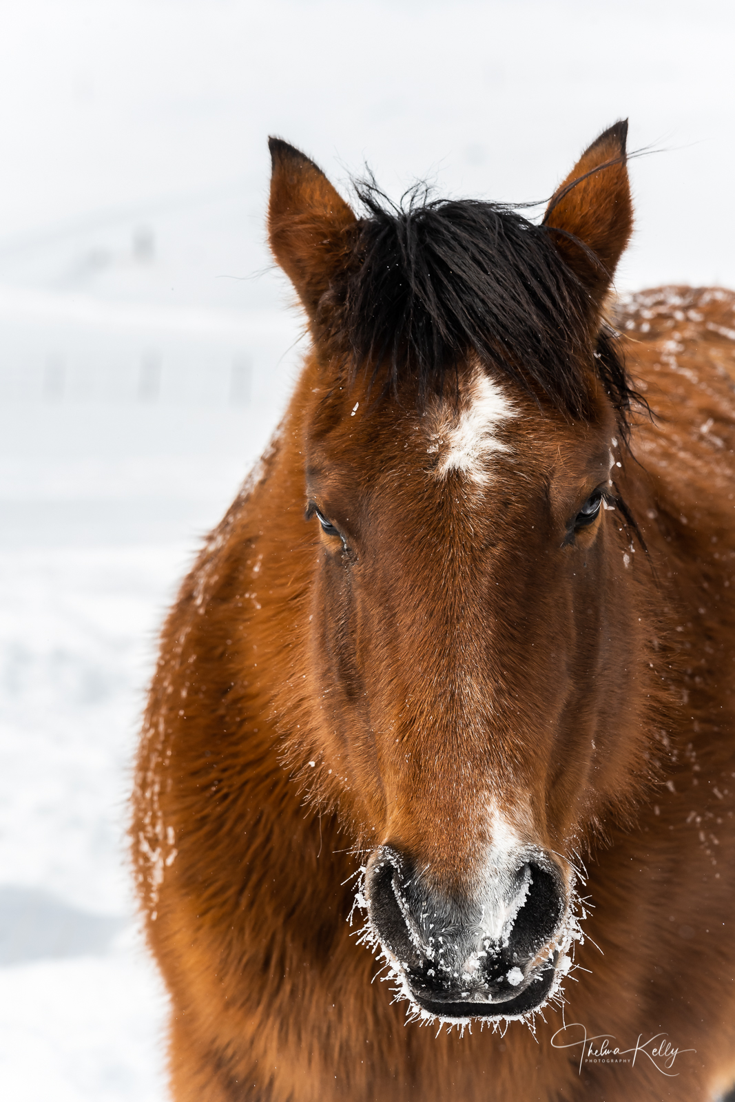 This horse doesn't seem to mind the below zero temperatures!