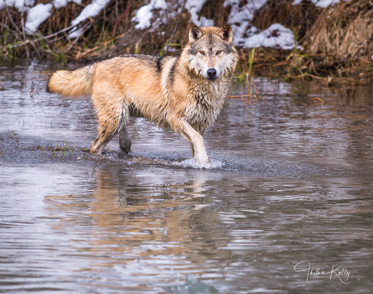 The high Arctic cream colored male Tundra wolf are typically smaller and stockier than their gray wolf cousins