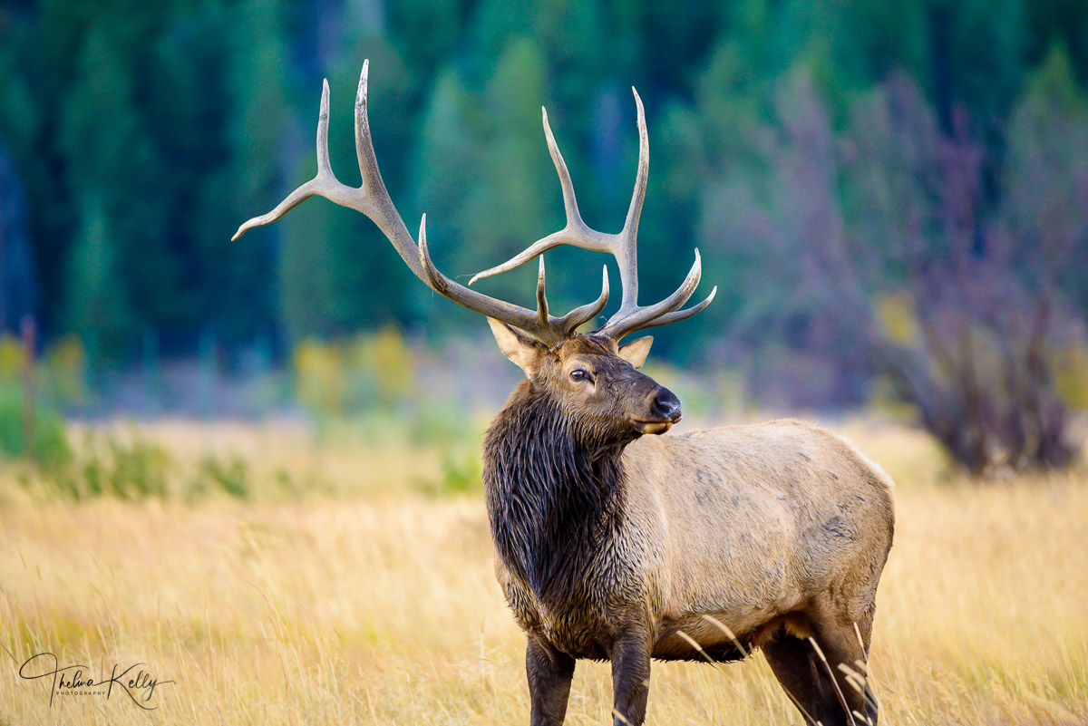 A Rocky Mountain National Park male elk with an 11 point rack during the annual rut
