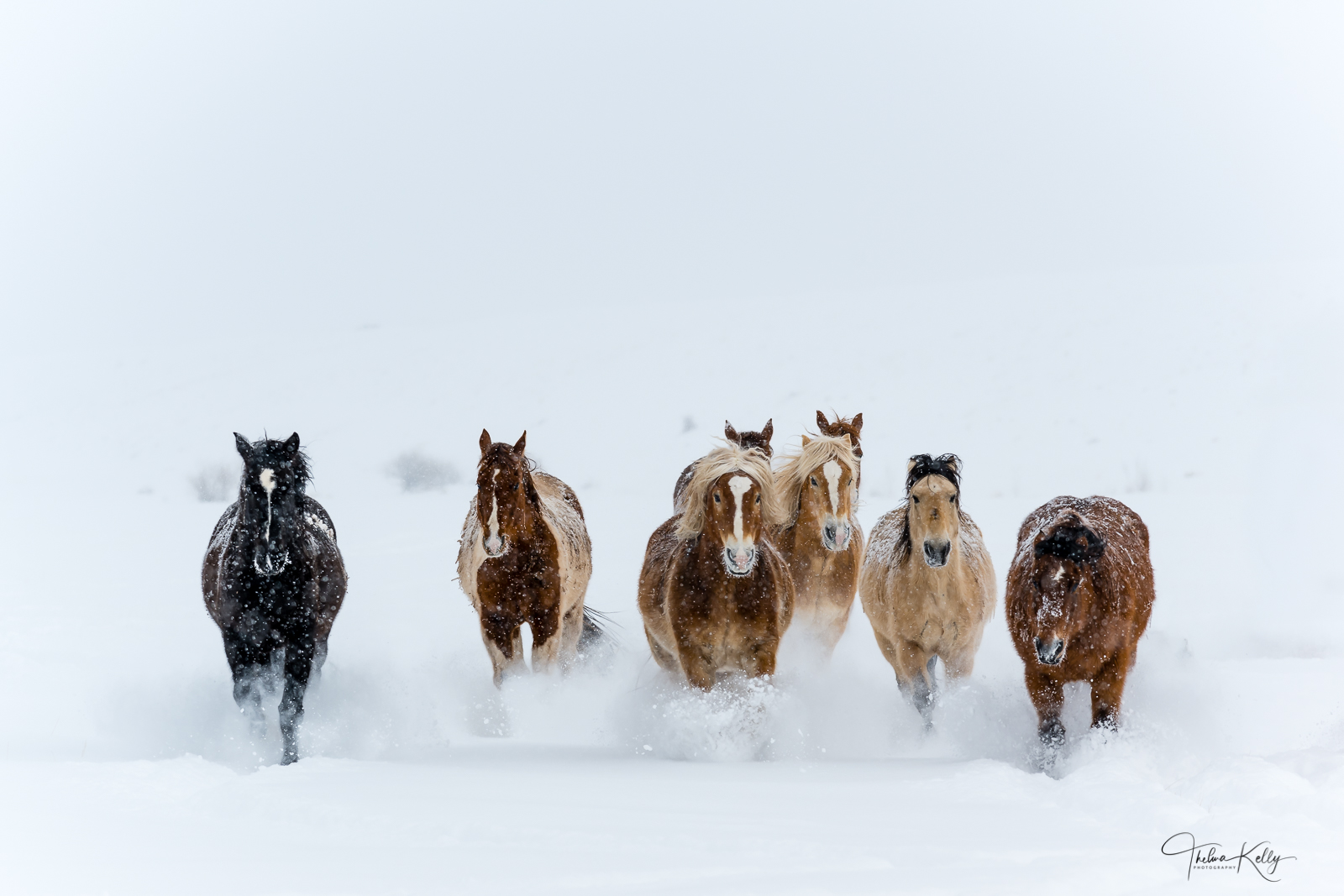 Photo Finish A winter wonderland horse race to the finish line!