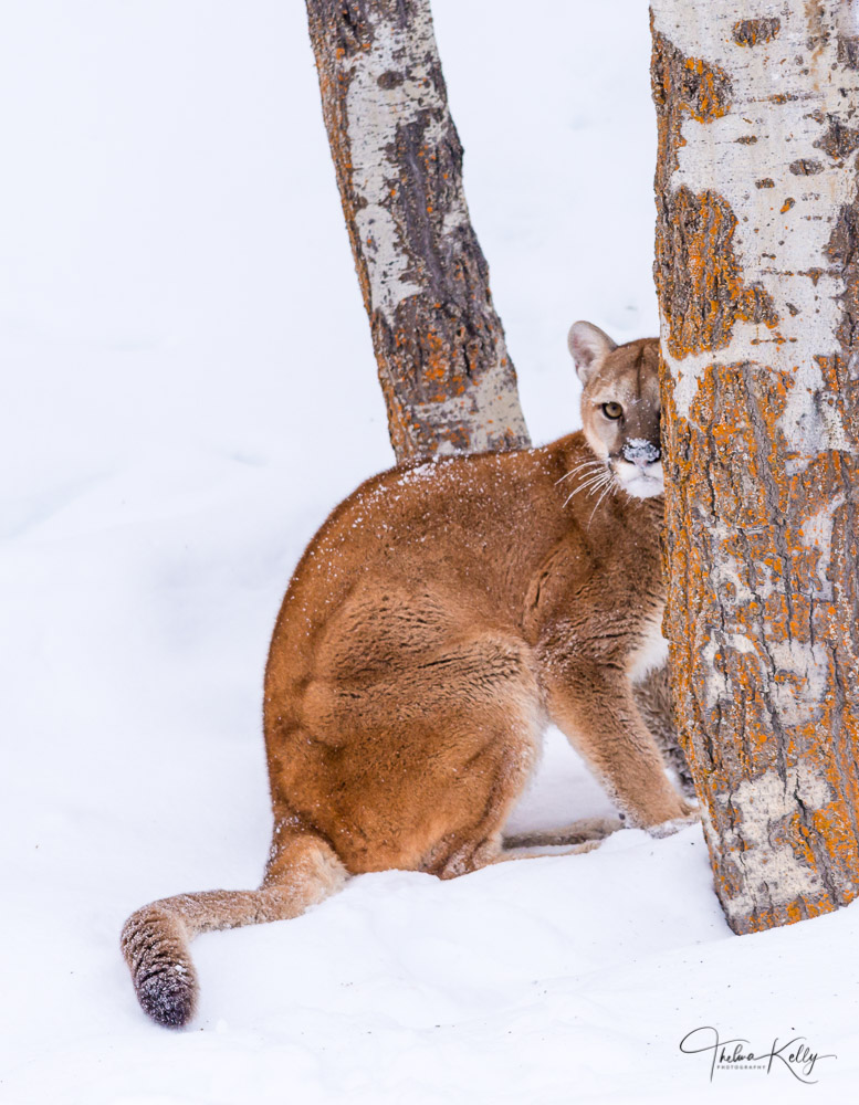 A cautious cougar taking a peak from behind a tree