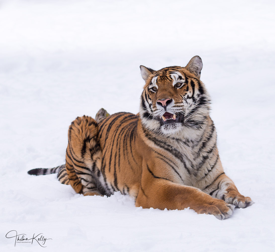 Sitting Pretty A Siberian tiger, an endangered species enjoying the snow