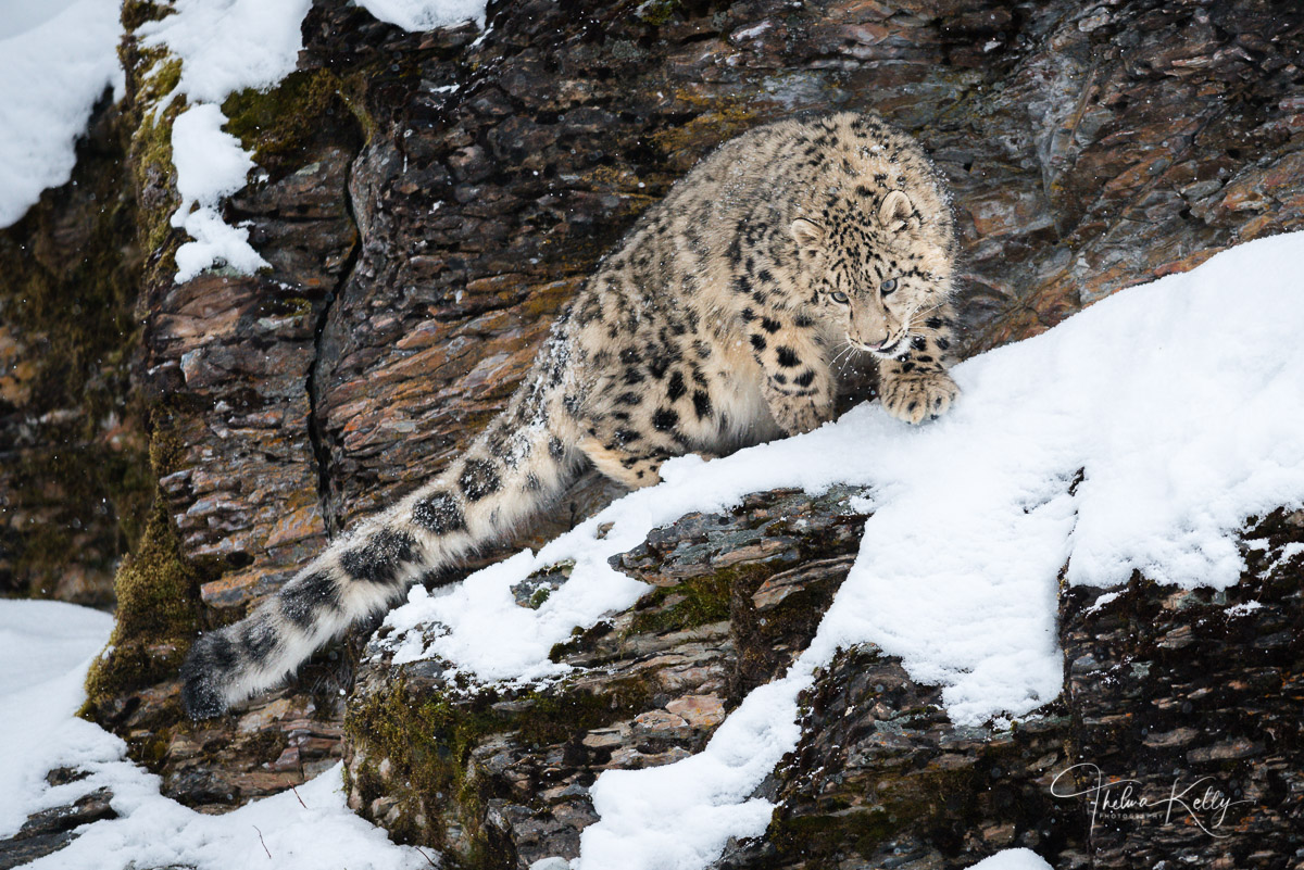 This snow leopard has the vantage point from high on the rocky ledge