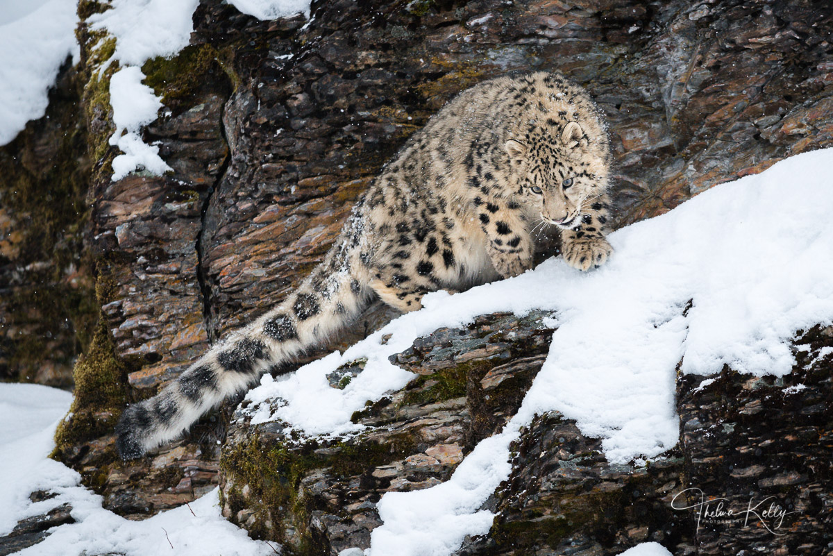 Sneaky Snow Leopard This snow leopard has the vantage point from high on the rocky ledge