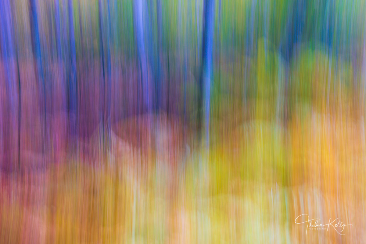 A painterly effect of a grove of autumn birch trees in Acadia National Park, Maine